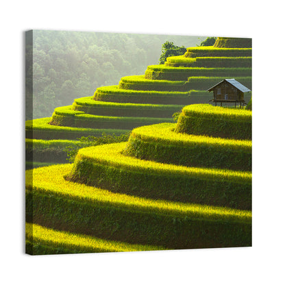Golden Rice Terraces Wall Art