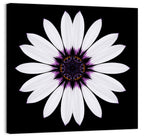 White Daisy Mandala on Black Wall Art