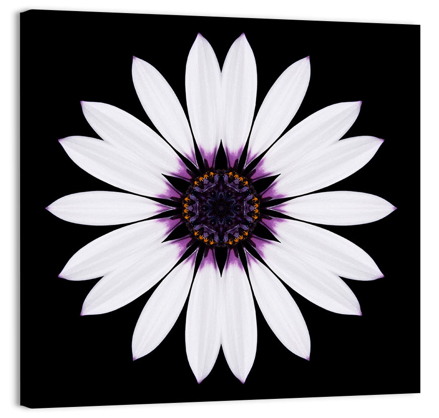 White Daisy Mandala on Black Wall Art