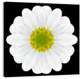 High Contrast Daisy Mandala Pattern Wall Art