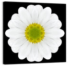 High Contrast Daisy Mandala Pattern Wall Art