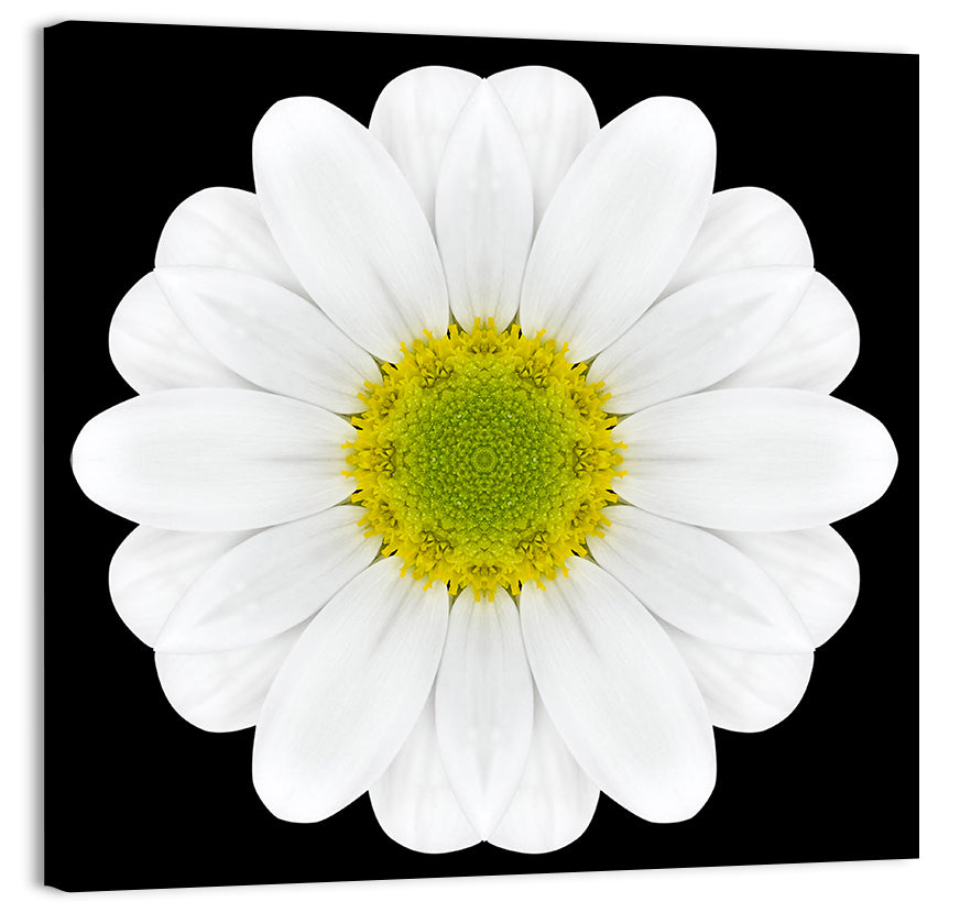 High Contrast Daisy Mandala Pattern Wall Art
