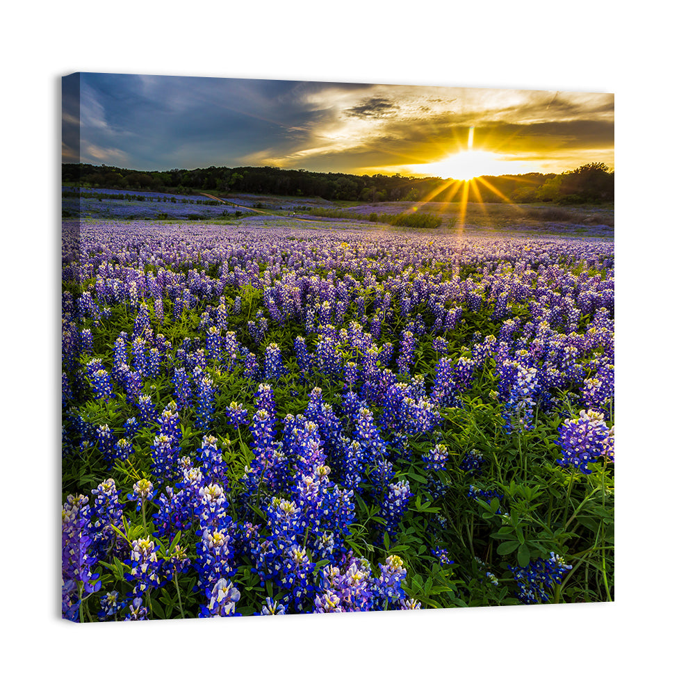 Bluebonnet Field Texas Wall Art