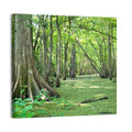 Summer Cypress Bayou, Louisiana Wall Art