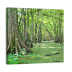 Summer Cypress Bayou, Louisiana Wall Art