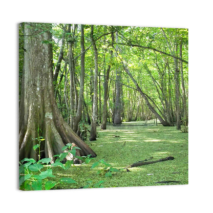 Summer Cypress Bayou, Louisiana Wall Art