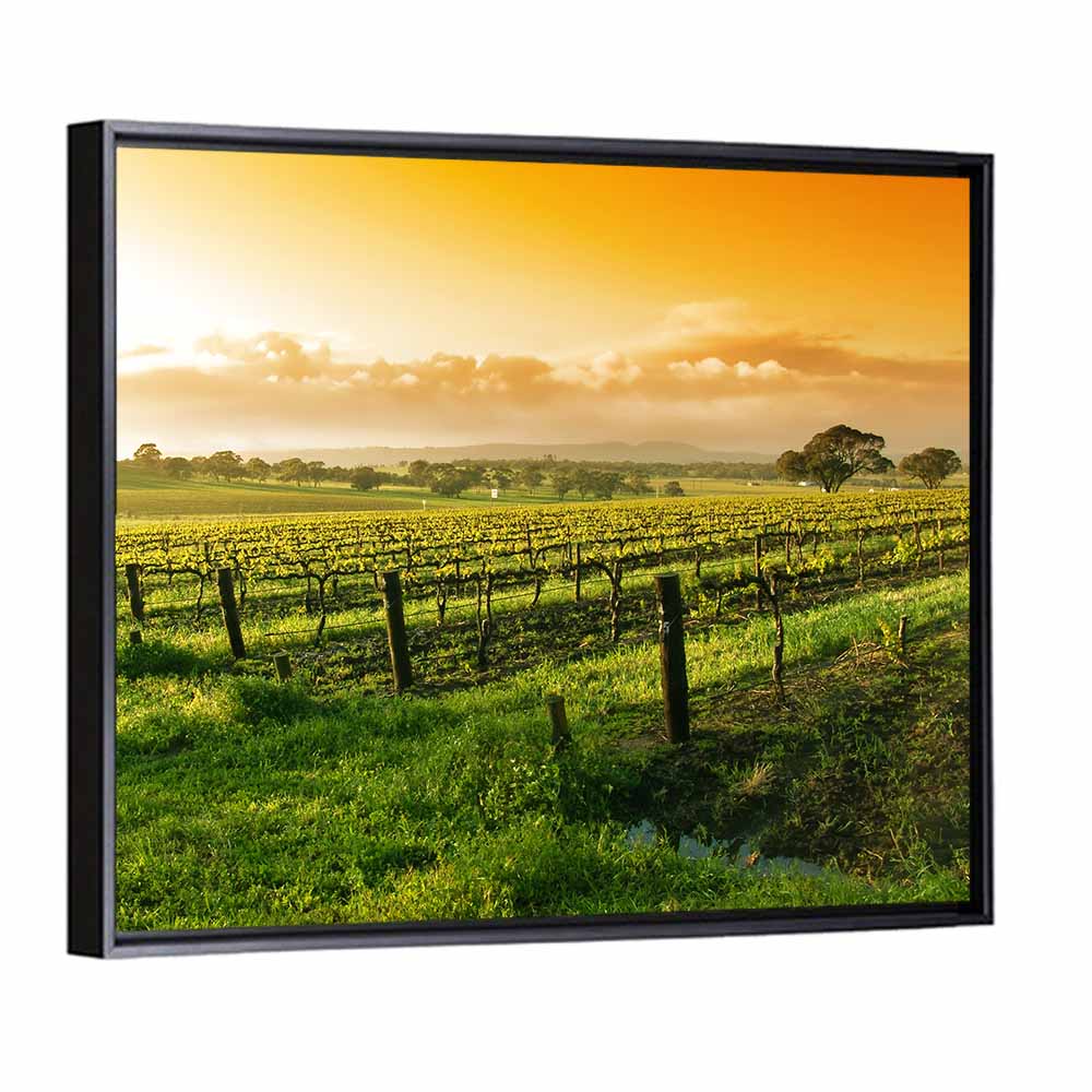 Barossa Valley Vineyard at Sunrise Wall Art