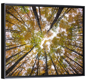 Forest Treetops Wall Art