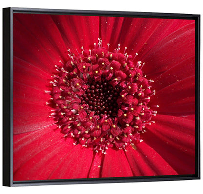 Red Gerbera Daisy Macro Close Up Wall Art