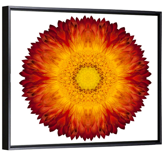 Kaleidoscopic Strawflower Wall Art