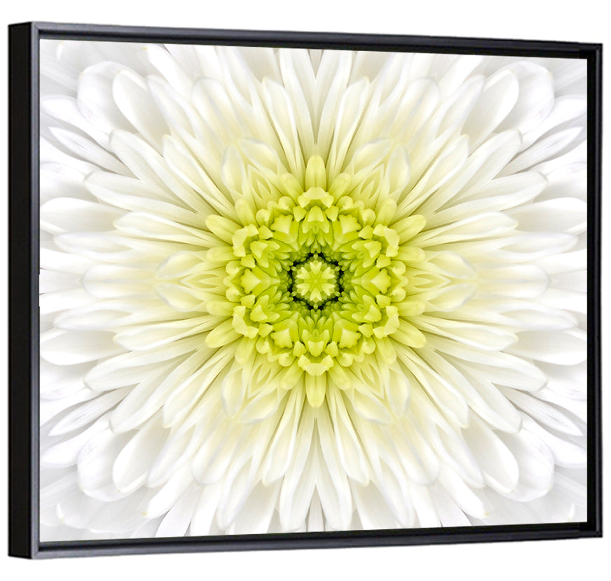 White Chrysanthemum Mandala Close Up Wall Art