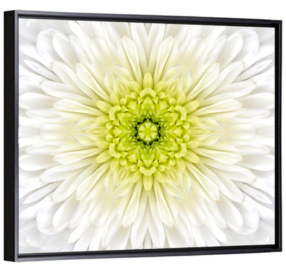 White Chrysanthemum Mandala Close Up Wall Art