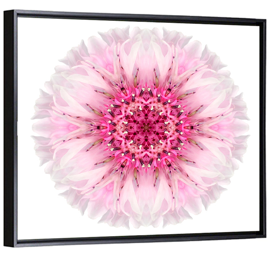 Pink Cornflower Wall Art