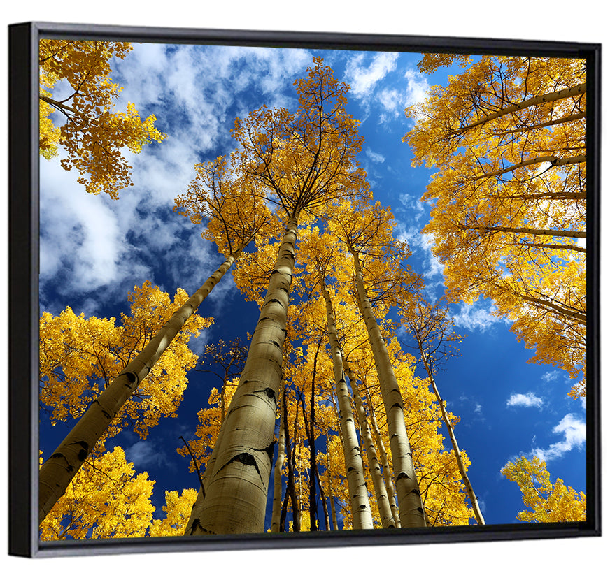Golden Aspen Canopy View Wall Art