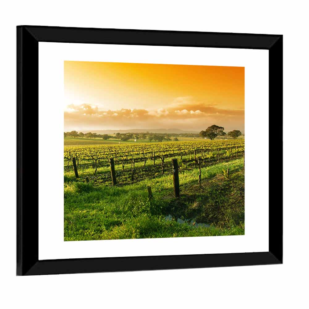 Barossa Valley Vineyard at Sunrise Wall Art
