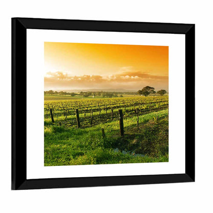 Barossa Valley Vineyard at Sunrise Wall Art