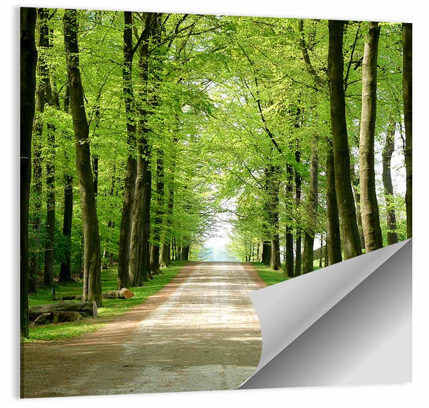 Sunlit Tree-lined Path Wall Art
