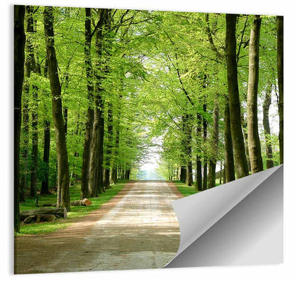 Sunlit Tree-lined Path Wall Art
