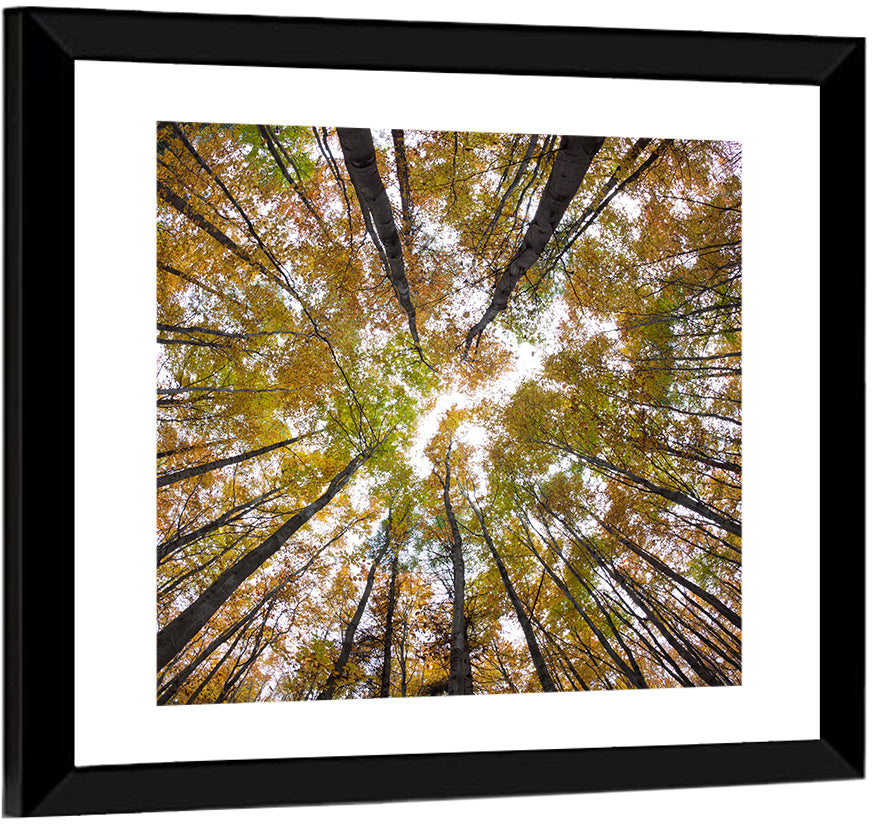 Forest Treetops Wall Art