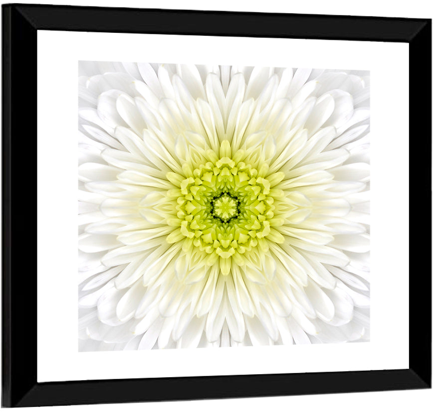 White Chrysanthemum Mandala Close Up Wall Art