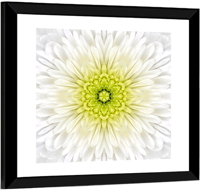White Chrysanthemum Mandala Close Up Wall Art