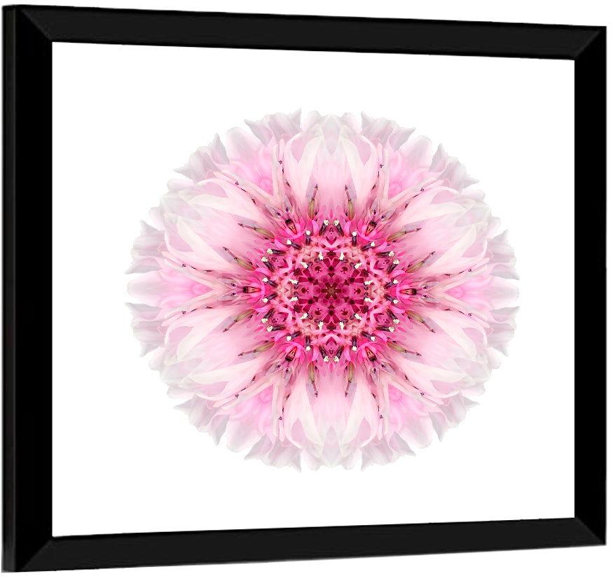 Pink Cornflower Wall Art