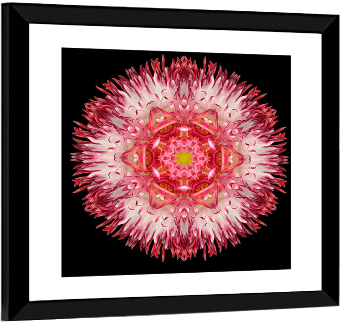 Magenta Chrysanthemum Star Mandala Wall Art as a framed print