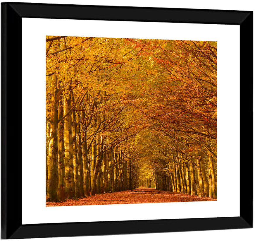 Forest Beech Trees Wall Art