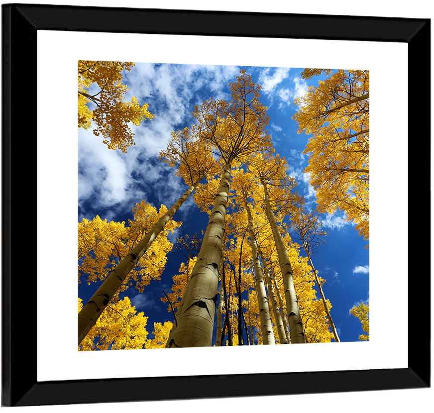 Golden Aspen Canopy View Wall Art