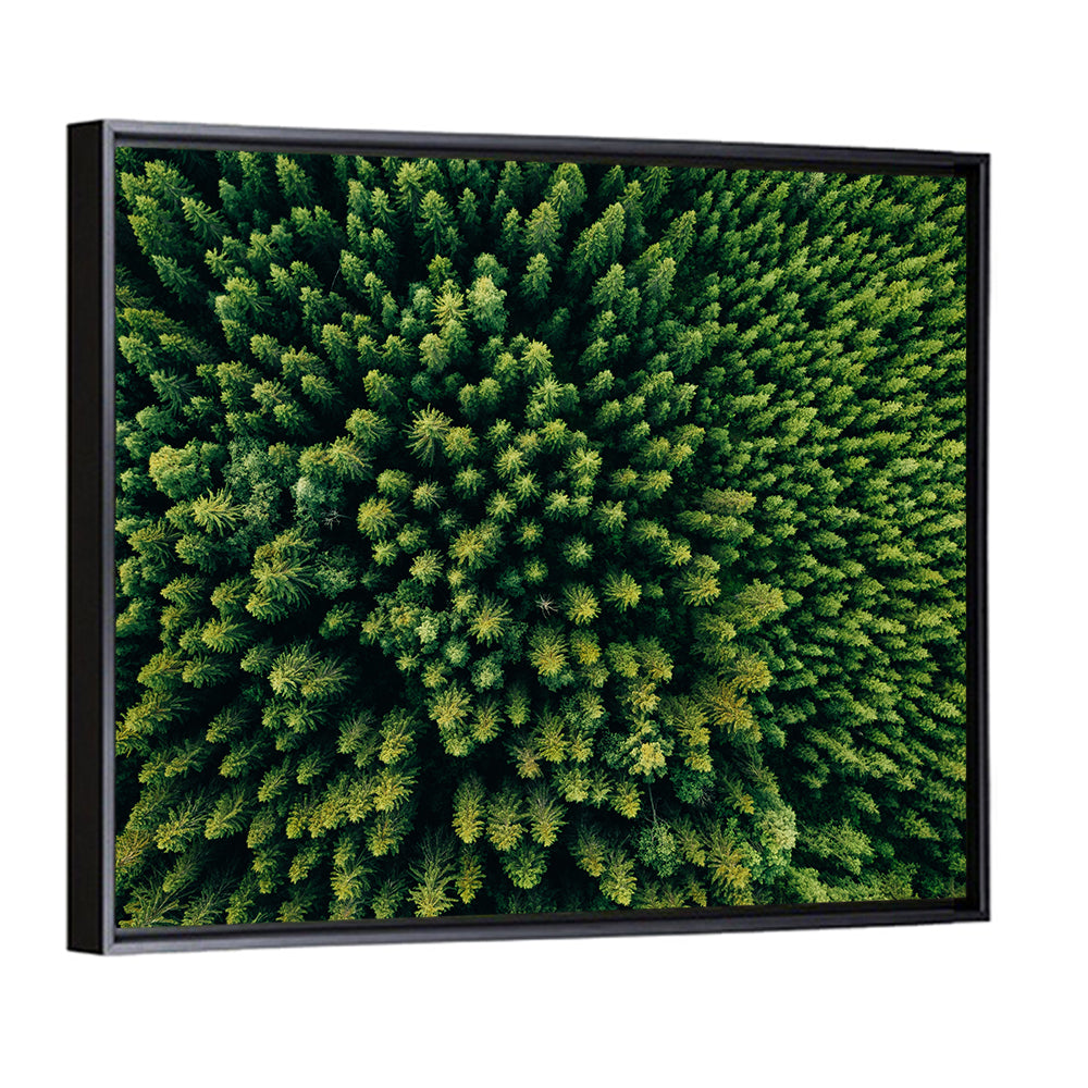 Aerial Conifer Canopy Wall Art