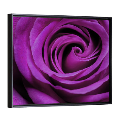 Purple Rose Close-up Wall Art