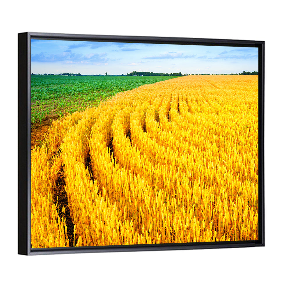 Summer Wheat Field with Curved Paths Wall Art