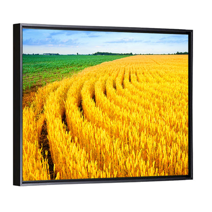 Summer Wheat Field with Curved Paths Wall Art