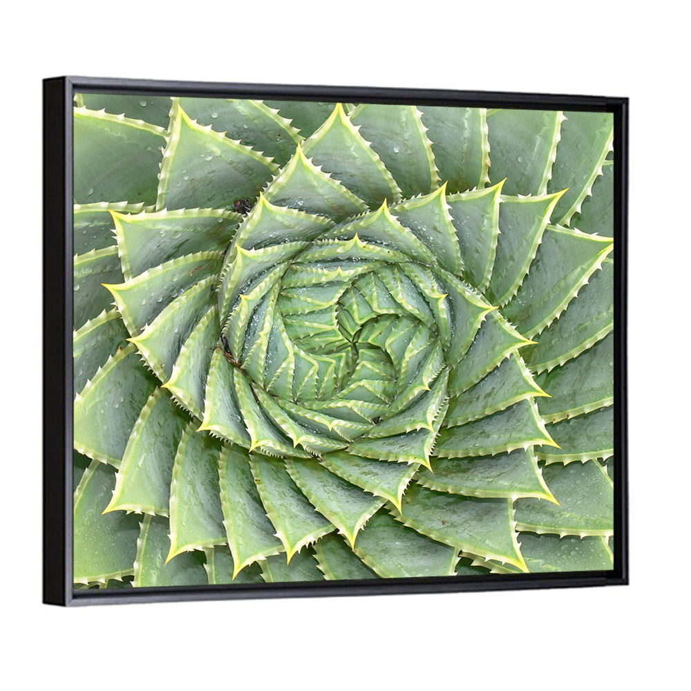 Spiral Aloe Close-up Wall Art