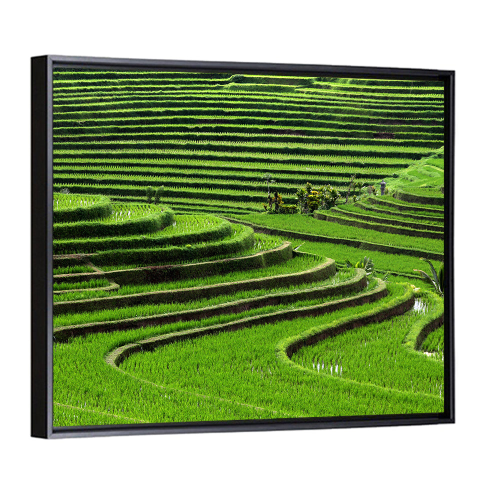 Lush Rice Terraces Wall Art