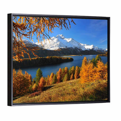 Silsersee Larches and Swiss Alps Wall Art