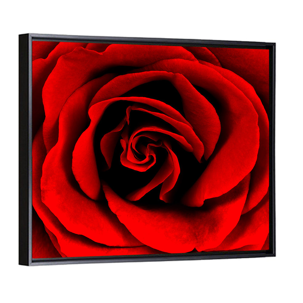 Velvety Red Rose Close-up Wall Art