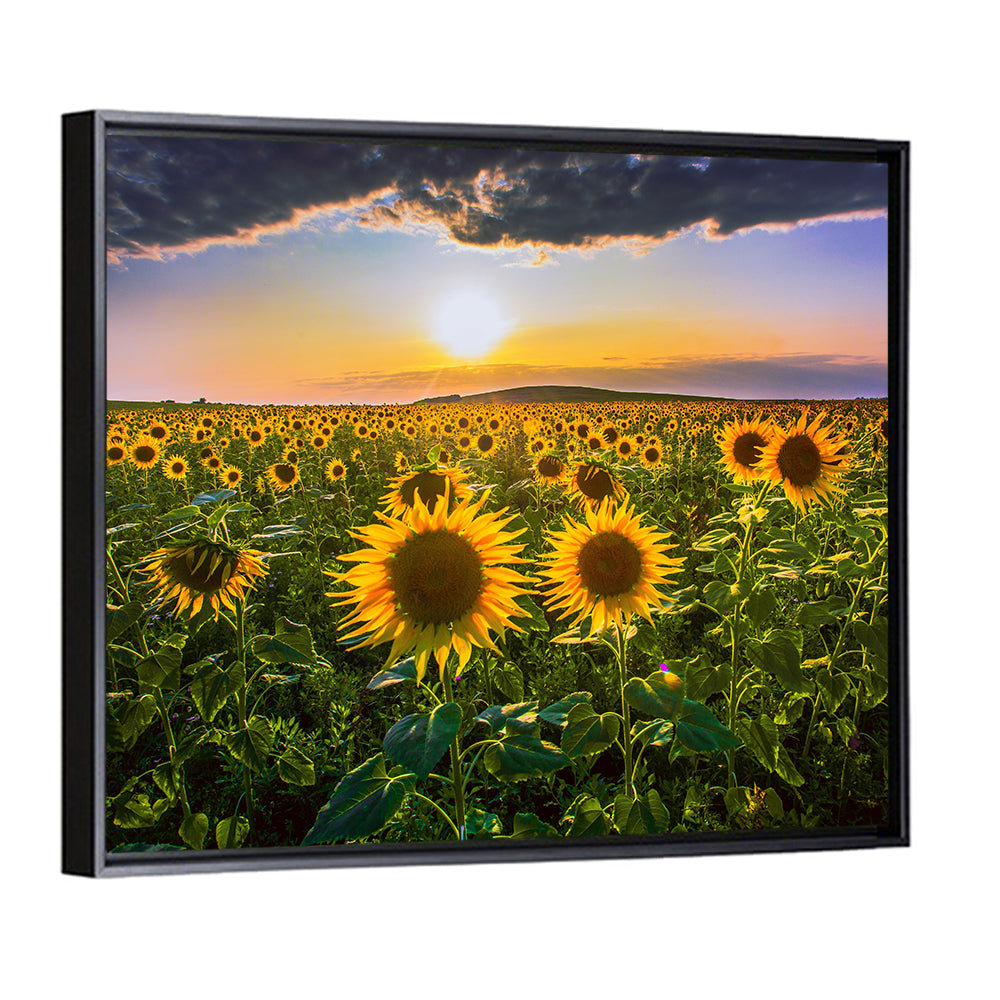Sunflower Field at Golden Hour Wall Art