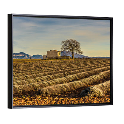 Rustic Provence Lavender Rows at Golden Hour Wall Art