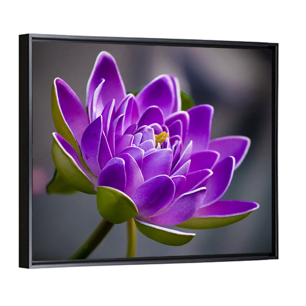 Purple Water Lily Close-up Wall Art