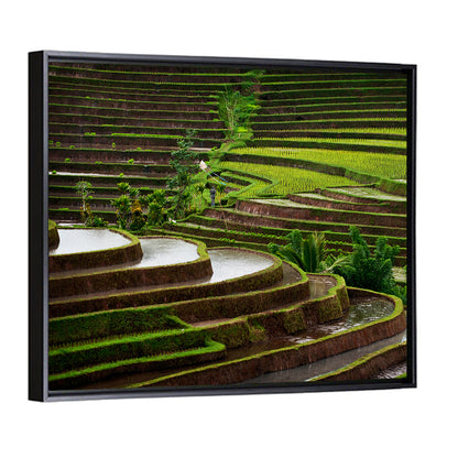 Lush Rice Terraces Wall Art