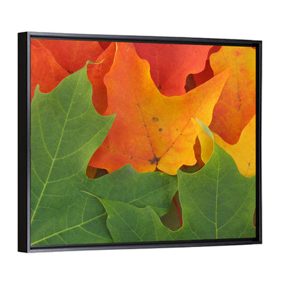 Autumn Maple Leaves Wall Art