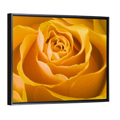 Yellow Rose Close-up Wall Art