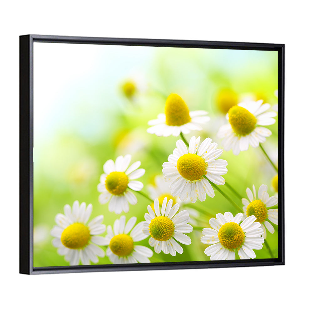 Chamomile Close-up Wall Art