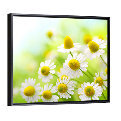 Chamomile Close-up Wall Art