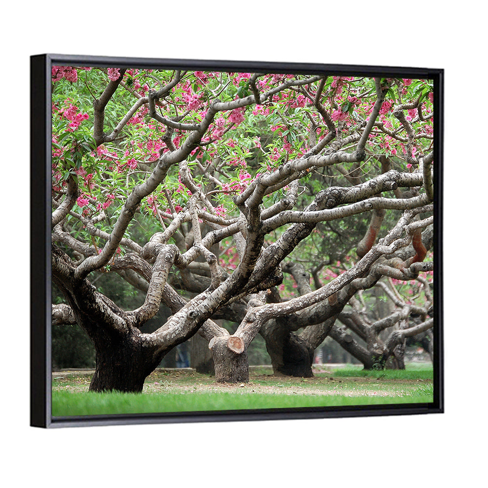 Peach Orchard in Bloom Wall Art