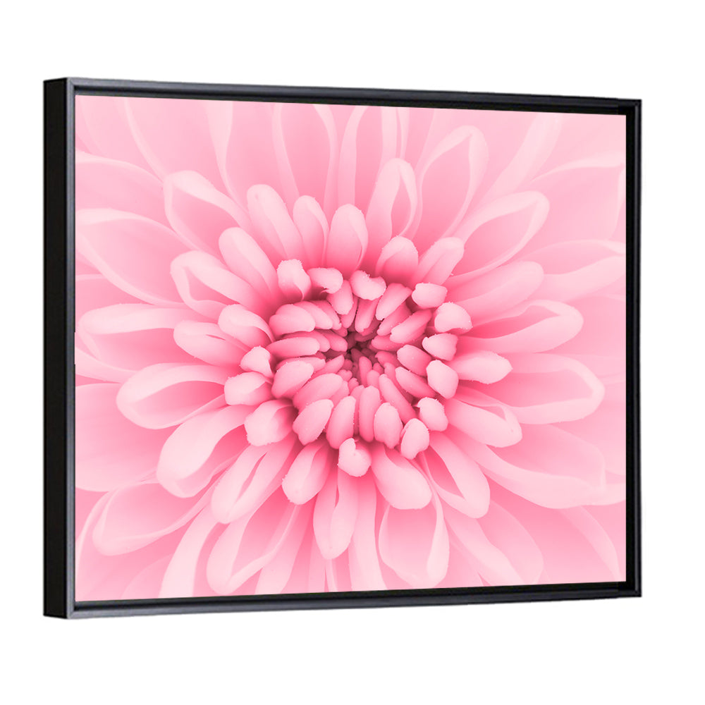 Pink Chrysanthemum Close-up Wall Art