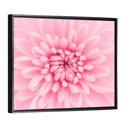 Pink Chrysanthemum Close-up Wall Art