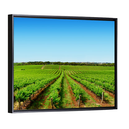 Sunlit Vineyard Rows Wall Art