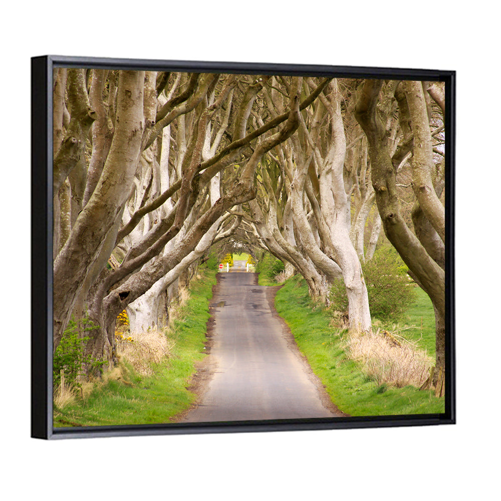 Dark Hedges, Northern Ireland Wall Art